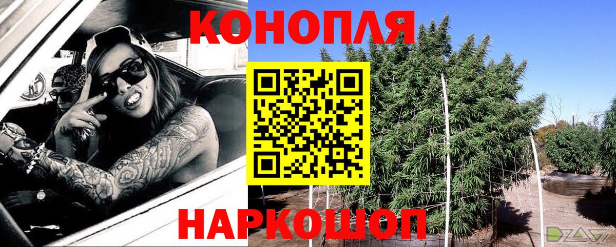 Конопля сатива Нововоронеж